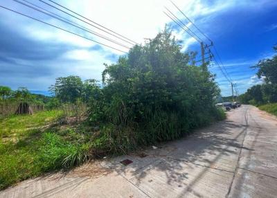 Paved road leading through a suburban area with greenery and power lines