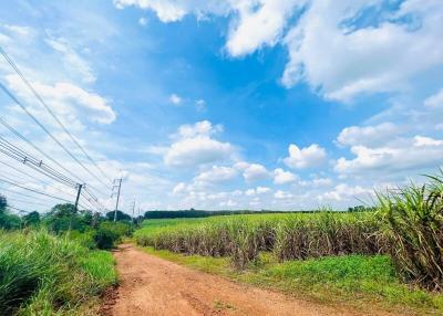 Rural dirt road with electricity lines and a sugarcane field under a blue sky with clouds