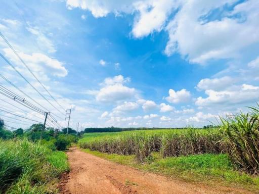 Rural dirt road with electricity lines and a sugarcane field under a blue sky with clouds