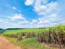 Expansive open field with a clear sky and sugarcane plantation