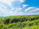 Expansive farm land with lush green fields under a clear blue sky