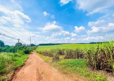 Dirt road leading through a sugarcane field under a blue sky with clouds