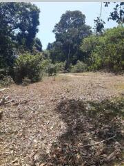 Beach front Land 74 Rai for sale in Ko Sire