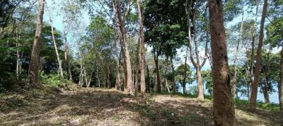 Large Land plot 36 Rai for sale in Naka Yai island
