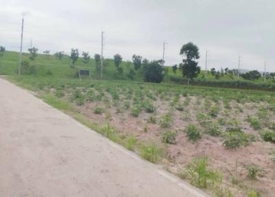 Empty land plot with young plants and a pathway