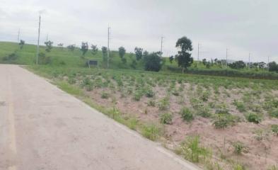 Empty land plot with young plants and a pathway