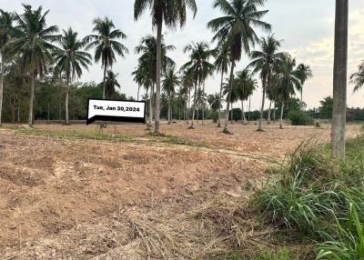 Spacious empty land plot with palm trees ready for development