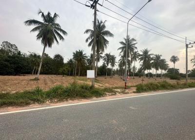 Empty plot of land with palm trees and road in front