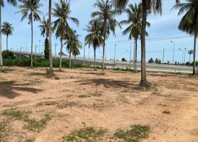 Empty plot of land with palm trees near a road under a clear blue sky
