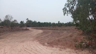 Empty plot of land with a dirt road and sparse vegetation