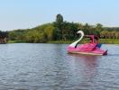 Swan paddle boat on a tranquil lake with greenery and a cabin in the background