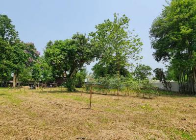 Spacious backyard with green trees and clear skies