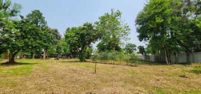 Spacious backyard with green trees and clear skies