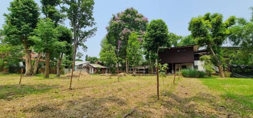 Spacious backyard with green lawn and trees in a residential property