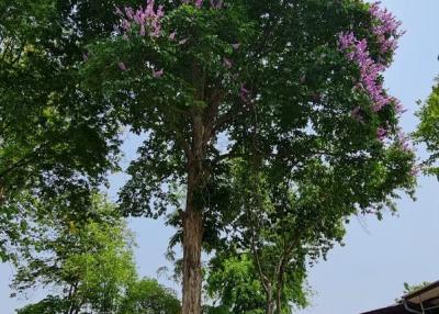 Large tree with purple flowers in a residential outdoor area