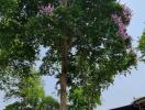 Large tree with purple flowers in a residential outdoor area