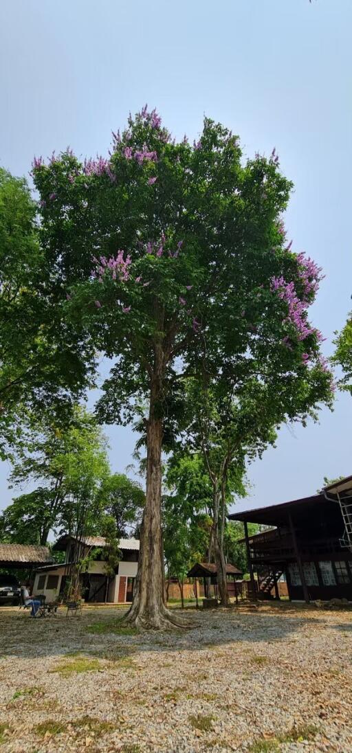 Large tree with purple flowers in a residential outdoor area