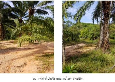 vacant land Muang Krabi-Krabi