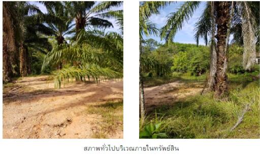 vacant land Muang Krabi-Krabi