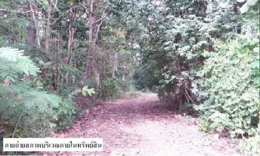 Empty land, Mae Yang Thon, Phrae