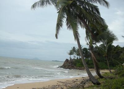 Beachfront view with palm trees and sea