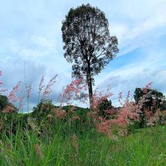 Landplot with 2 Rai near Silverlake