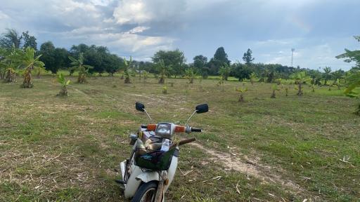 Rural landscape with a scooter in the forefront of a plantation field