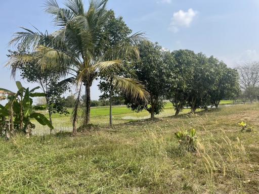 Spacious outdoor area with tropical trees and green lawn