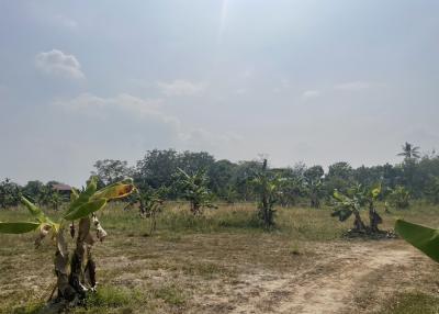 Spacious open land with young trees and clear skies