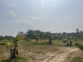 Spacious open land with young trees and clear skies