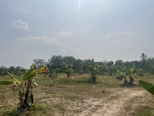 Spacious open land with young trees and clear skies