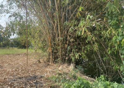 Natural outdoor area with bamboo and overgrown vegetation