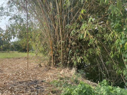 Natural outdoor area with bamboo and overgrown vegetation