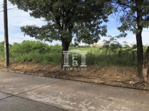 41284 - Land for sale, Bang Bon 3, Ekachai, Suksabai 1.