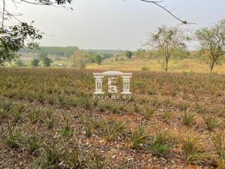 42110 - Land, beautiful plot on a hill, beautiful view, Chiang Rai Province, area 66 rai.