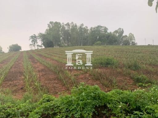 42110 - Land, beautiful plot on a hill, beautiful view, Chiang Rai Province, area 66 rai.