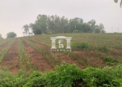 42110 - Land, beautiful plot on a hill, beautiful view, Chiang Rai Province, area 66 rai.