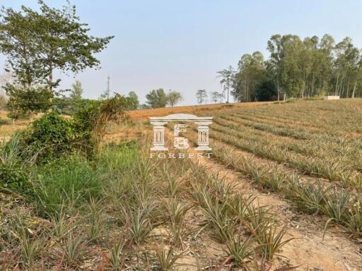 42110 - Land, beautiful plot on a hill, beautiful view, Chiang Rai Province, area 66 rai.