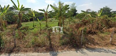 42973 Land for sale on Chaiyaphruek Road, near Crystal Chaiyaphruek, area 2-3-9 rai.