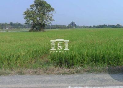 90486 - Land for sale, area 67-0-69 rai, Chotno Road (Chiang Mai-Fang), near various government centers.