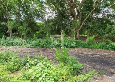 90078 - Land for sale near the road around Chiang Mai city. Near Ping River, Buak Khrok Road, Tha Wang Tan, Saraphi, area 4-1-41.70 rai.