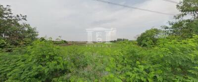 40621 - Wat Lat Pladuk Rd., Kanchanaphisek, Land for sale, Plot size 36 acres