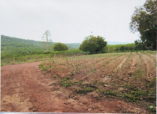 35359 - Land for sale, Nadi District, Prachinburi Province, area 198-0-73 rai.