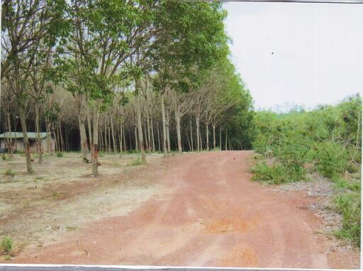 35359 - Land for sale, Nadi District, Prachinburi Province, area 198-0-73 rai.