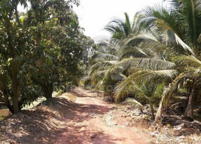 36222-Land and coconut plantation for sale, area 44 rai 332 sq wa, Photharam District, Ratchaburi Province.