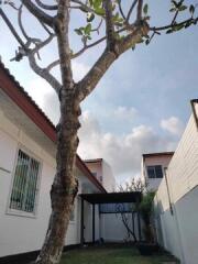 Large tree by the side of a house with a carport