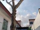 Large tree by the side of a house with a carport