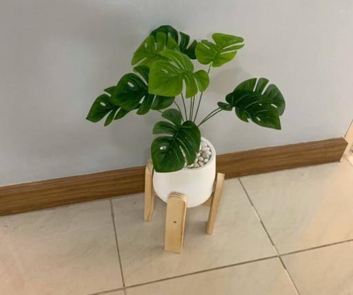 Modern plant in ceramic pot on wooden stand