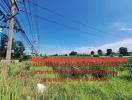 Empty plot of land with clear skies and electrical poles