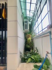 Narrow outdoor space with plants and an air conditioning unit